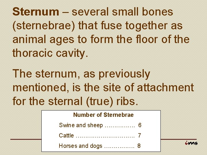 Sternum – several small bones (sternebrae) that fuse together as animal ages to form