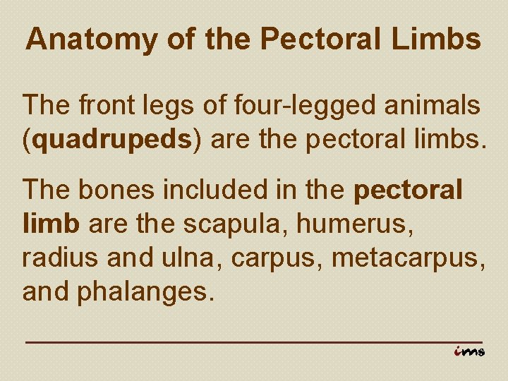 Anatomy of the Pectoral Limbs The front legs of four-legged animals (quadrupeds) are the