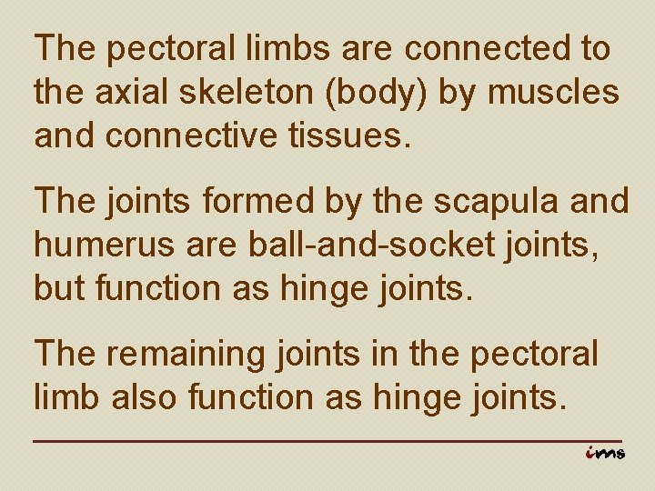 The pectoral limbs are connected to the axial skeleton (body) by muscles and connective