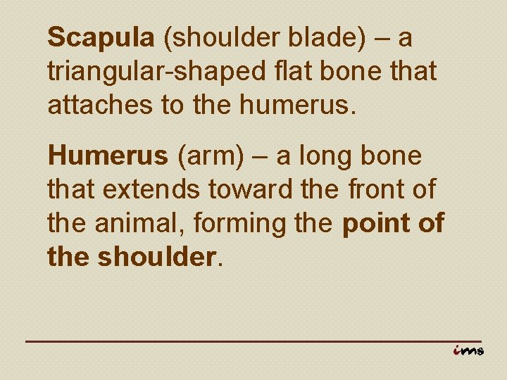 Scapula (shoulder blade) – a triangular-shaped flat bone that attaches to the humerus. Humerus