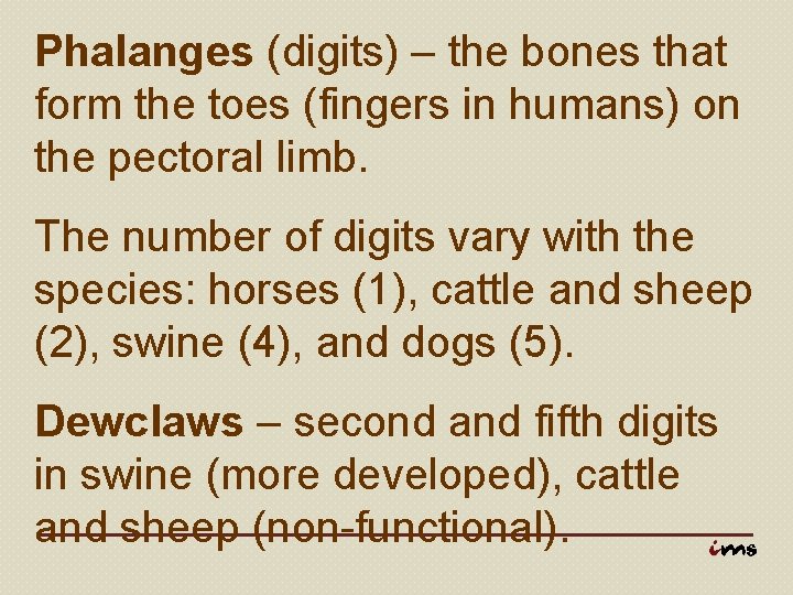 Phalanges (digits) – the bones that form the toes (fingers in humans) on the