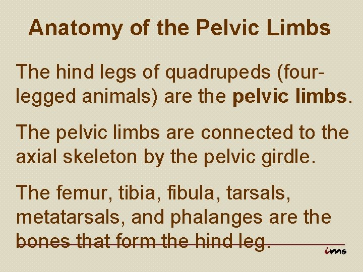 Anatomy of the Pelvic Limbs The hind legs of quadrupeds (fourlegged animals) are the