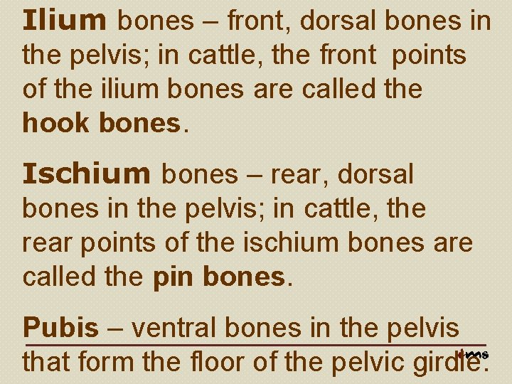 Ilium bones – front, dorsal bones in the pelvis; in cattle, the front points