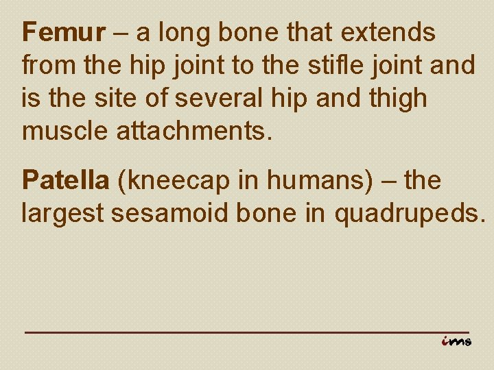 Femur – a long bone that extends from the hip joint to the stifle