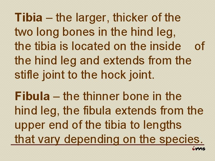 Tibia – the larger, thicker of the two long bones in the hind leg,