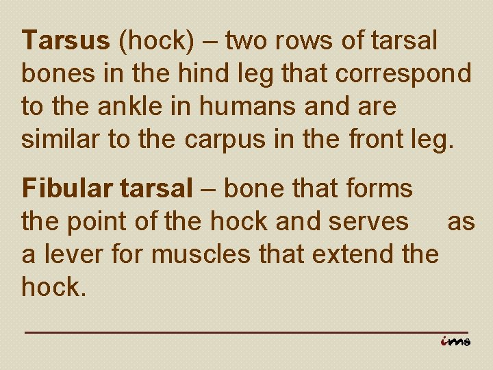 Tarsus (hock) – two rows of tarsal bones in the hind leg that correspond