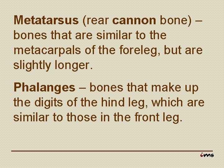 Metatarsus (rear cannon bone) – bones that are similar to the metacarpals of the