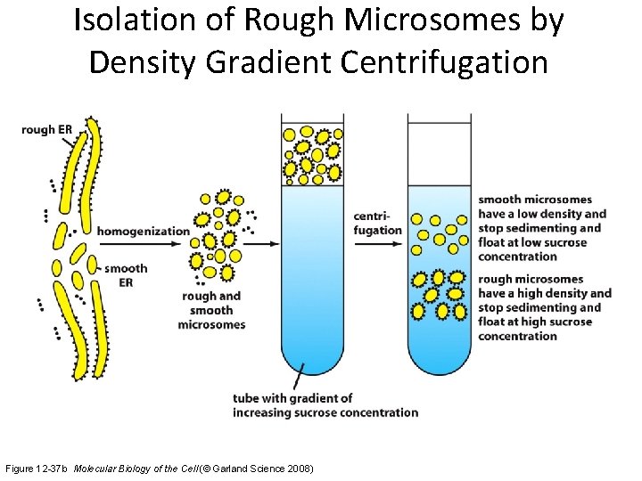 Isolation of Rough Microsomes by Density Gradient Centrifugation Figure 12 -37 b Molecular Biology