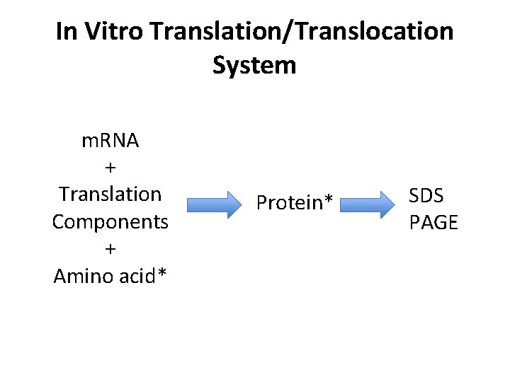 In Vitro Translation/Translocation System m. RNA + Translation Components + Amino acid* Protein* SDS