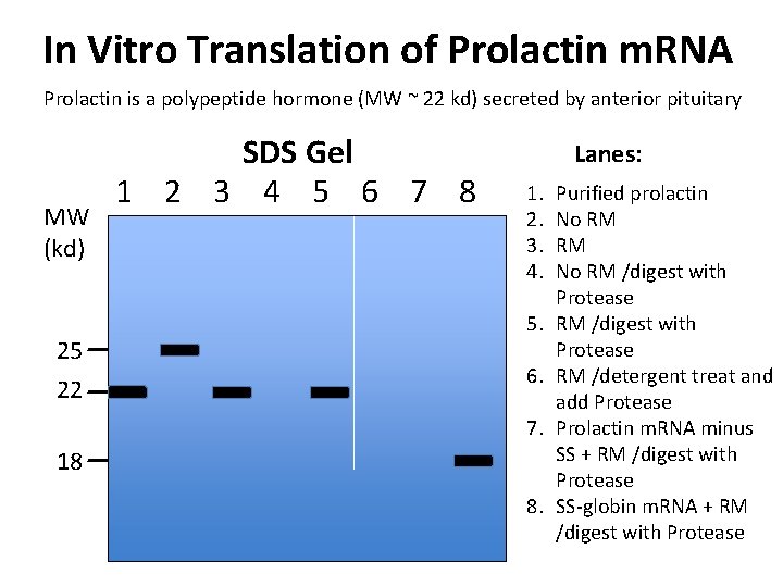 In Vitro Translation of Prolactin m. RNA Prolactin is a polypeptide hormone (MW ~