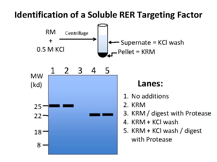 Identification of a Soluble RER Targeting Factor RM Centrifuge + 0. 5 M KCl