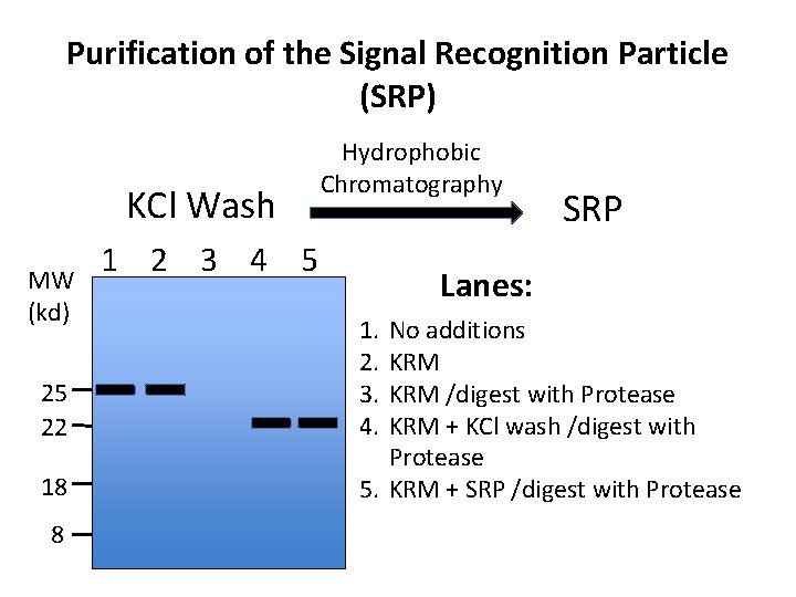 Purification of the Signal Recognition Particle (SRP) KCl Wash MW (kd) 25 22 18