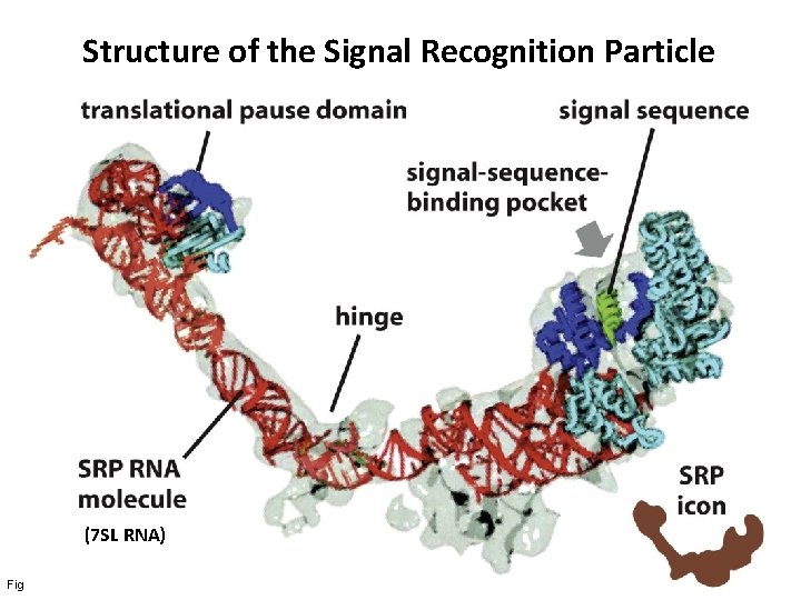 Structure of the Signal Recognition Particle (7 SL RNA) Figure 12 -39 a Molecular