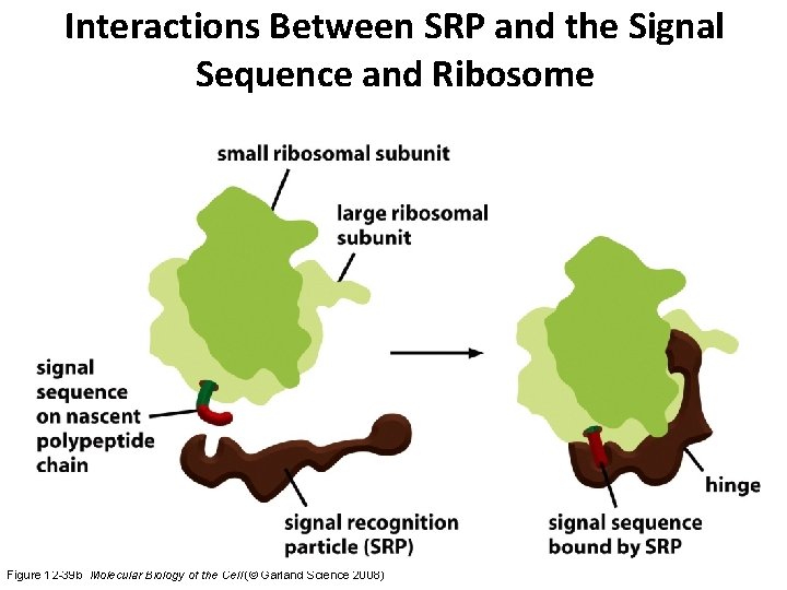 Interactions Between SRP and the Signal Sequence and Ribosome Figure 12 -39 b Molecular