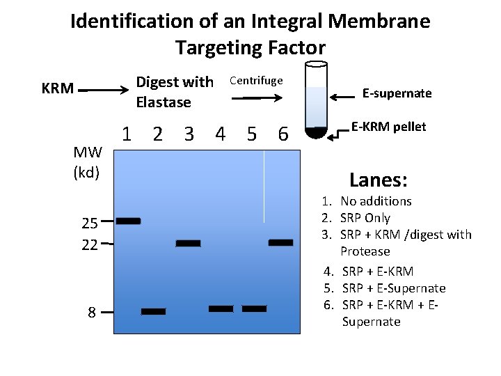 Identification of an Integral Membrane Targeting Factor Digest with Elastase KRM MW (kd) 25
