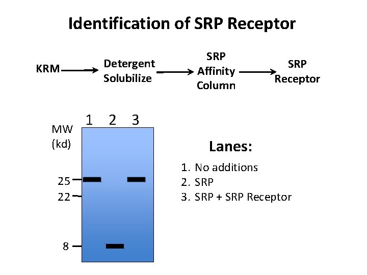 Identification of SRP Receptor Detergent Solubilize KRM MW (kd) 25 22 8 SRP Affinity