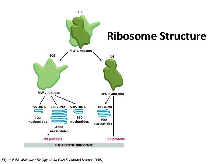 Ribosome Structure Figure 6 -63 Molecular Biology of the Cell (© Garland Science 2008)