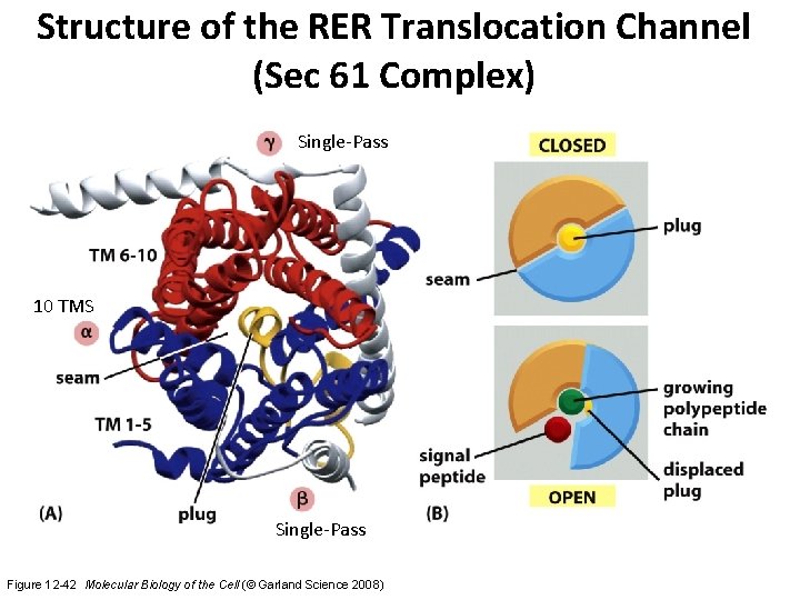 Structure of the RER Translocation Channel (Sec 61 Complex) Single-Pass 10 TMS Single-Pass Figure