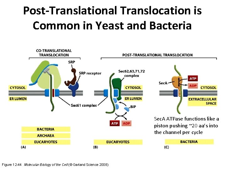 Post-Translational Translocation is Common in Yeast and Bacteria Sec. A ATPase functions like a