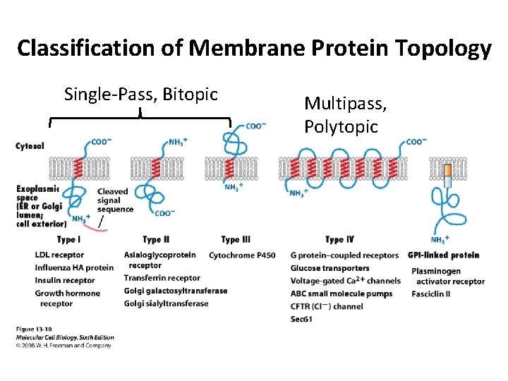 Classification of Membrane Protein Topology Single-Pass, Bitopic Multipass, Polytopic 
