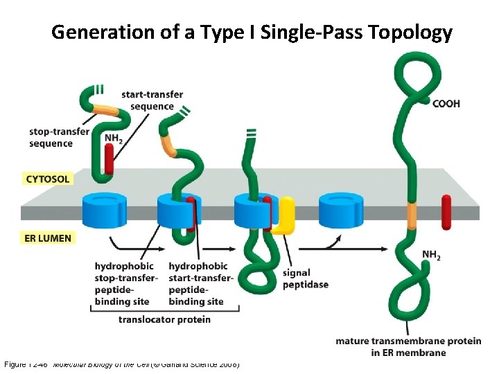 Generation of a Type I Single-Pass Topology Figure 12 -46 Molecular Biology of the