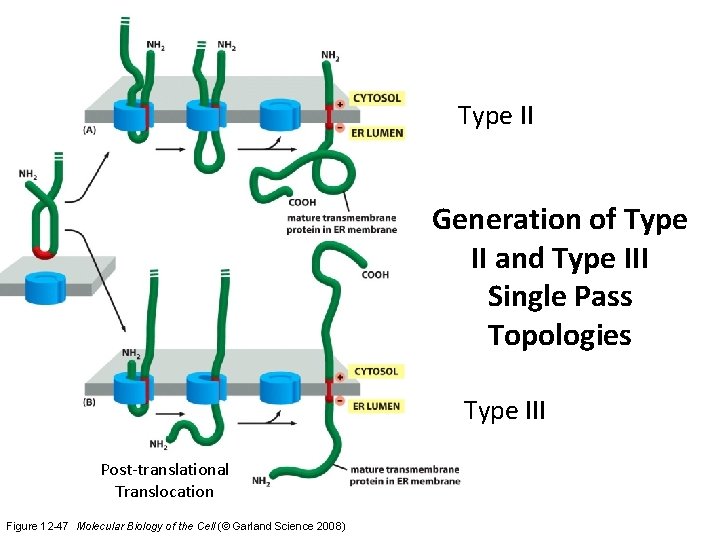 Type II Generation of Type II and Type III Single Pass Topologies Type III