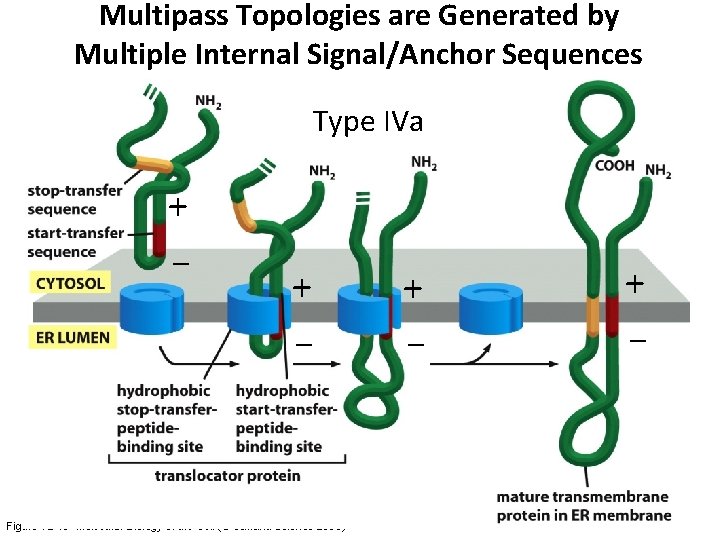Multipass Topologies are Generated by Multiple Internal Signal/Anchor Sequences Type IVa + – +