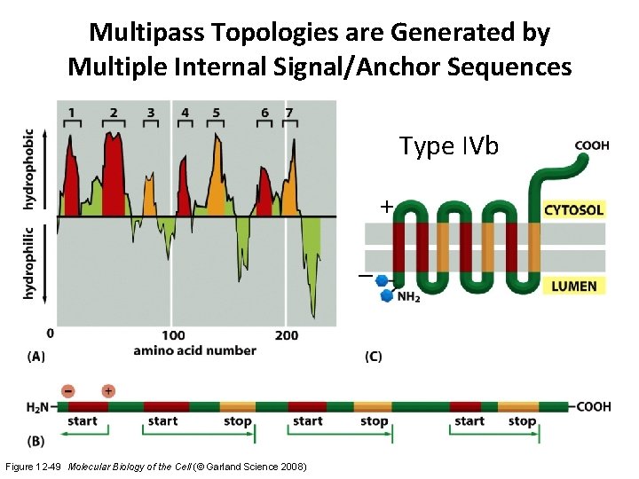 Multipass Topologies are Generated by Multiple Internal Signal/Anchor Sequences Type IVb + – Figure