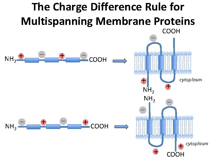 The Charge Difference Rule for Multispanning Membrane Proteins – NH 2 + – COOH