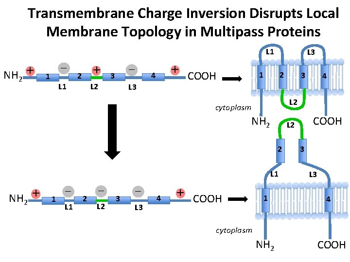 Transmembrane Charge Inversion Disrupts Local Membrane Topology in Multipass Proteins L 1 NH 2