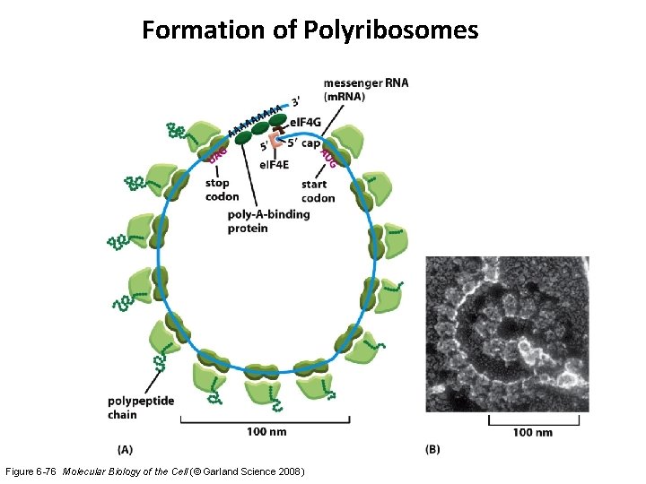 Formation of Polyribosomes Figure 6 -76 Molecular Biology of the Cell (© Garland Science