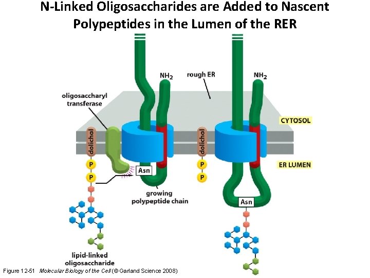 N-Linked Oligosaccharides are Added to Nascent Polypeptides in the Lumen of the RER Figure