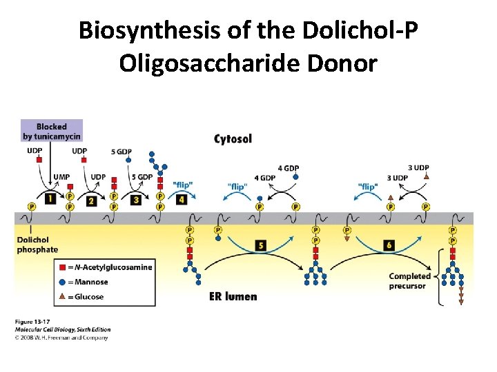 Biosynthesis of the Dolichol-P Oligosaccharide Donor 