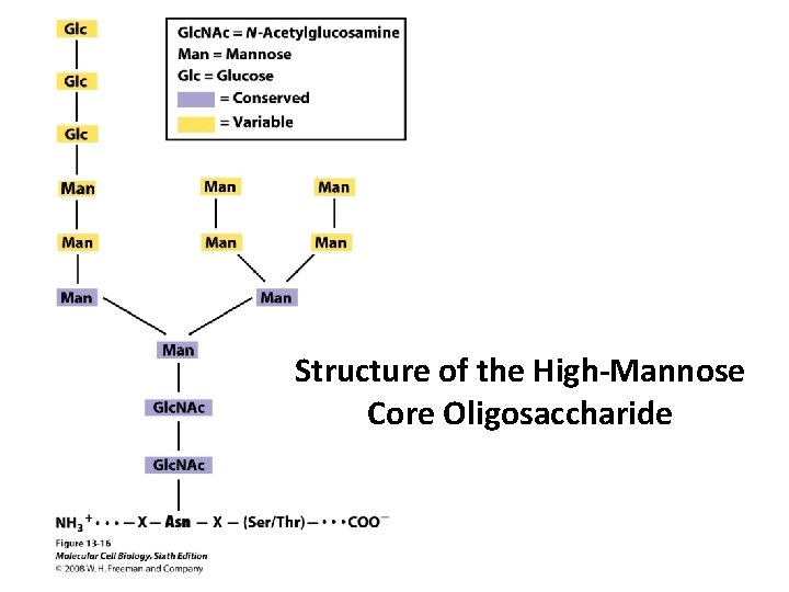 Structure of the High-Mannose Core Oligosaccharide 