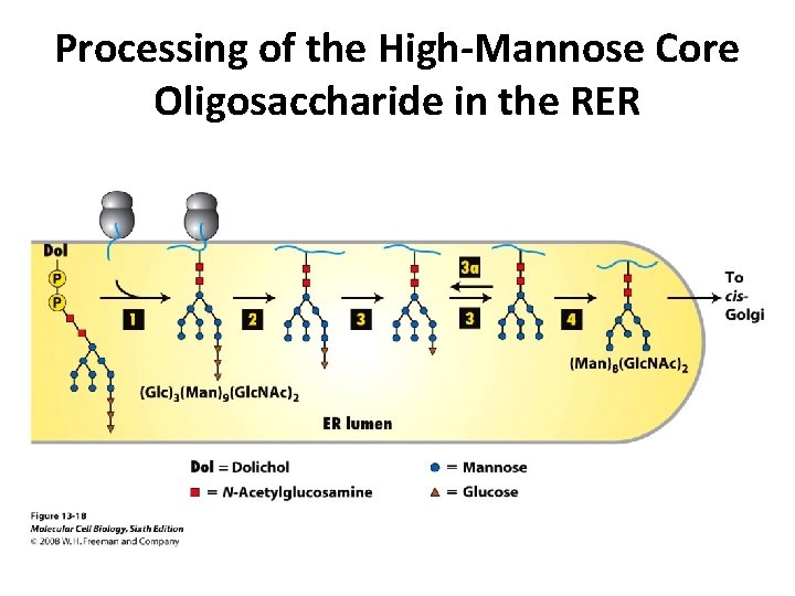 Processing of the High-Mannose Core Oligosaccharide in the RER 