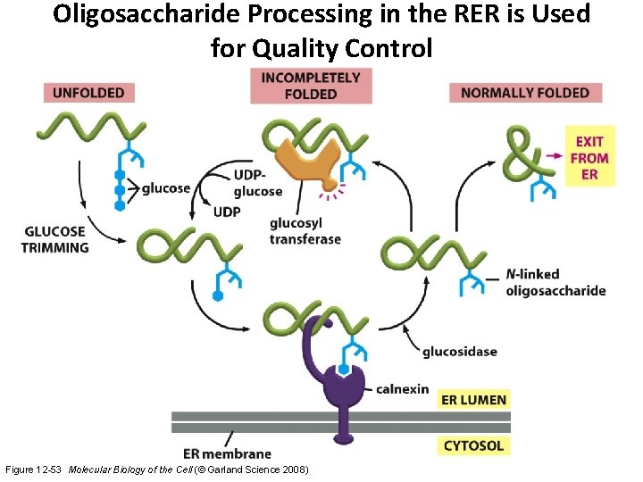 Oligosaccharide Processing in the RER is Used for Quality Control Figure 12 -53 Molecular