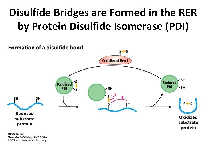 Disulfide Bridges are Formed in the RER by Protein Disulfide Isomerase (PDI) 