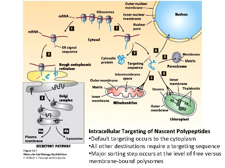Intracellular Targeting of Nascent Polypeptides • Default targeting occurs to the cytoplasm • All
