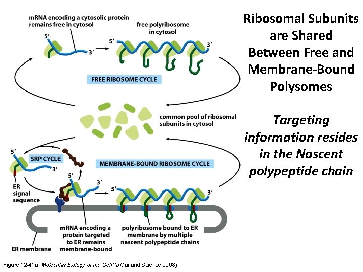 Ribosomal Subunits are Shared Between Free and Membrane-Bound Polysomes Targeting information resides in the