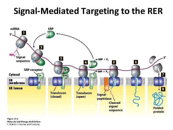 Signal-Mediated Targeting to the RER 