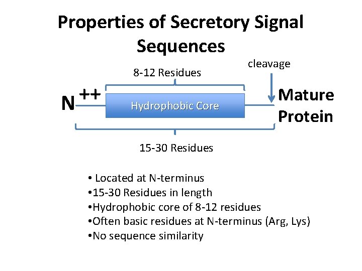 Properties of Secretory Signal Sequences ++ N 8 -12 Residues Hydrophobic Core cleavage Mature