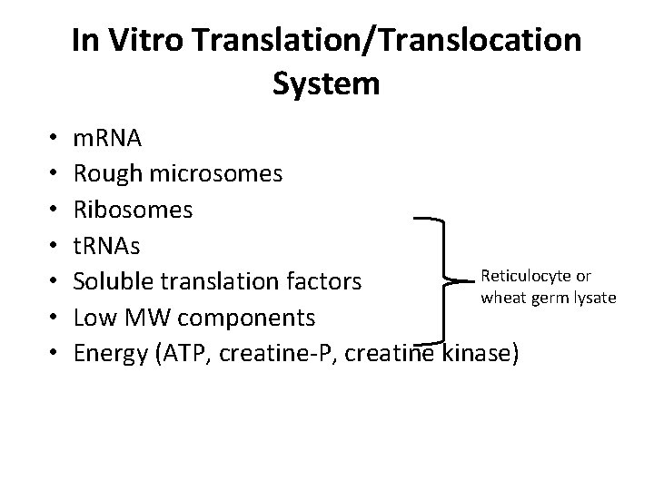 In Vitro Translation/Translocation System • • m. RNA Rough microsomes Ribosomes t. RNAs Reticulocyte