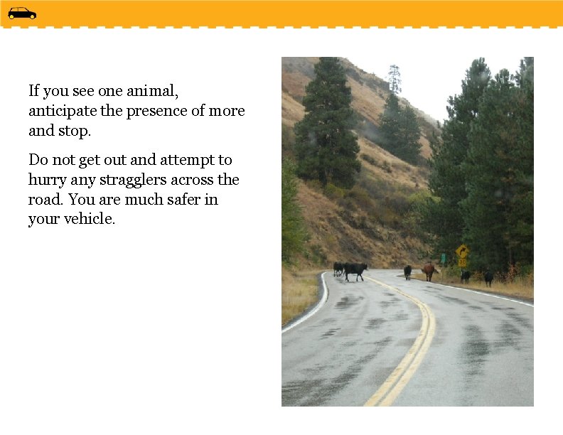 If you see one animal, anticipate the presence of more and stop. Do not