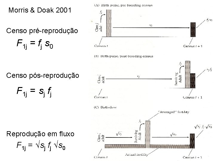 Morris & Doak 2001 Censo pré-reprodução F 1 j = fj s 0 Censo