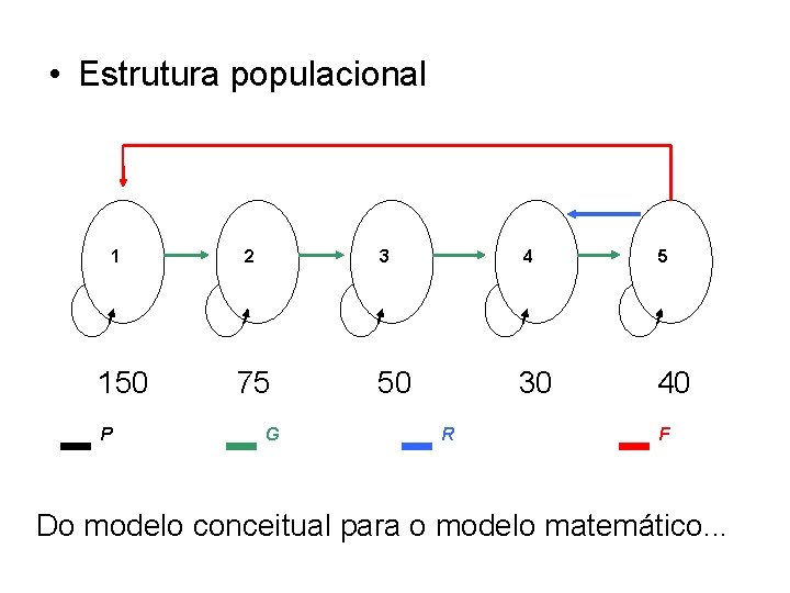  • Estrutura populacional 1 150 P 2 3 75 G 4 50 30