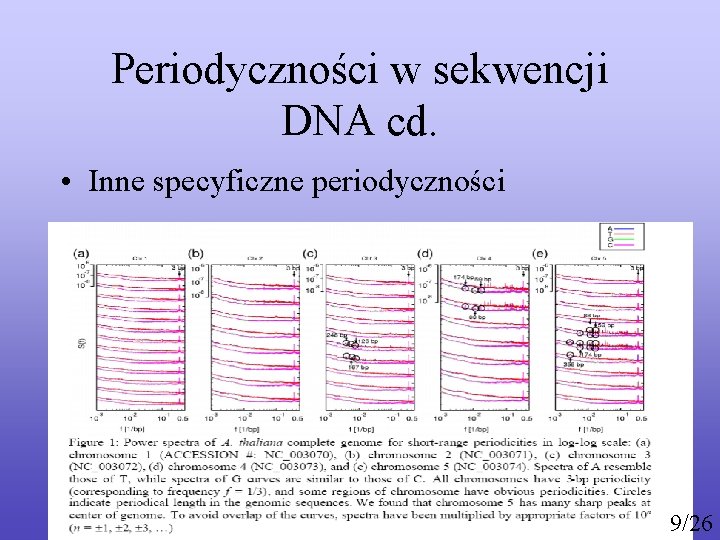 Periodyczności w sekwencji DNA cd. • Inne specyficzne periodyczności 9/26 