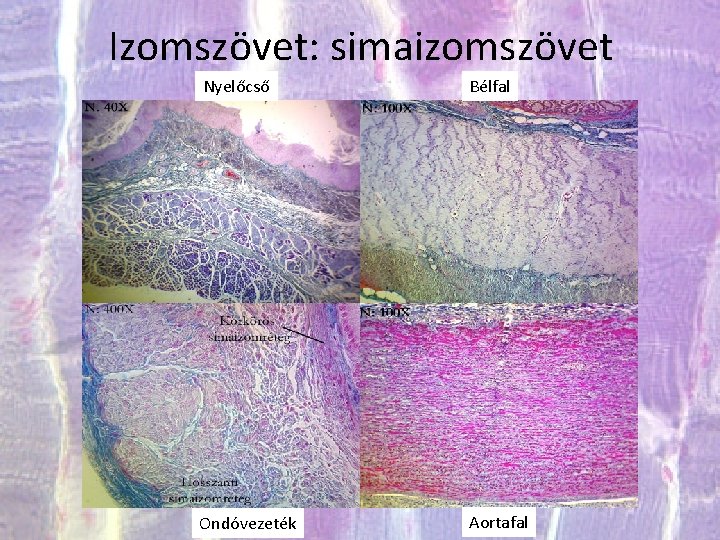 Izomszövet: simaizomszövet Nyelőcső Bélfal Ondóvezeték Aortafal 