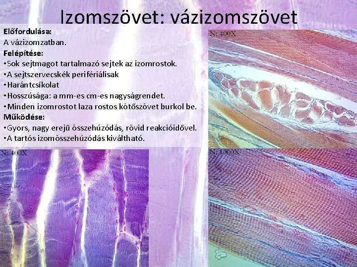 Izomszövet: vázizomszövet Előfordulása: A vázizomzatban. Felépítése: • Sok sejtmagot tartalmazó sejtek az izomrostok. •