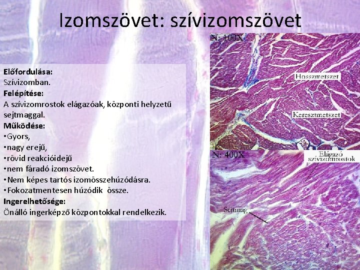 Izomszövet: szívizomszövet Előfordulása: Szívizomban. Felépítése: A szívizomrostok elágazóak, központi helyzetű sejtmaggal. Működése: • Gyors,