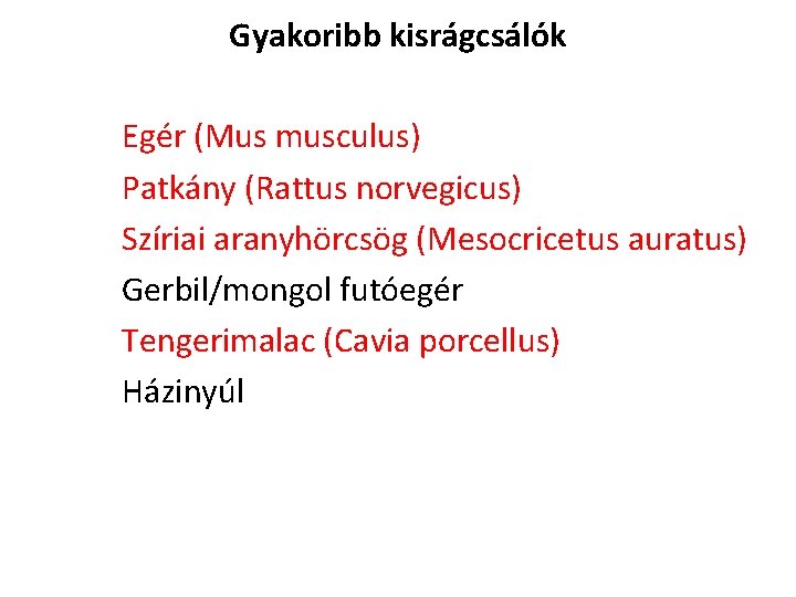 Gyakoribb kisrágcsálók Egér (Mus musculus) Patkány (Rattus norvegicus) Szíriai aranyhörcsög (Mesocricetus auratus) Gerbil/mongol futóegér